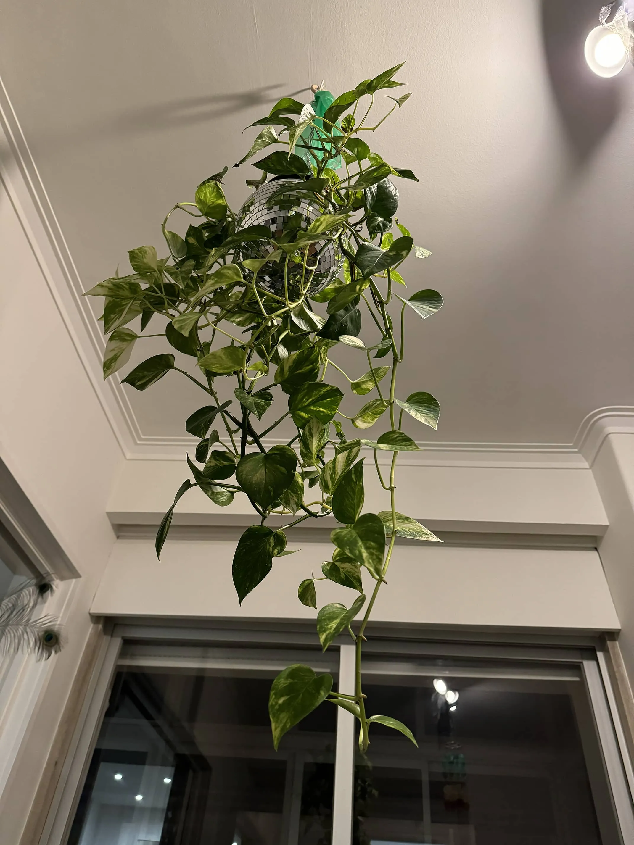 A Funky disco plant for your ceiling !, photo 2