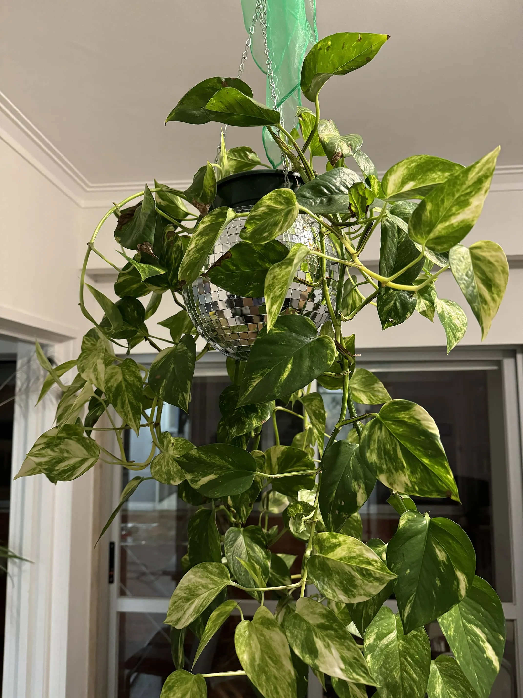 A Funky disco plant for your ceiling !, photo 3