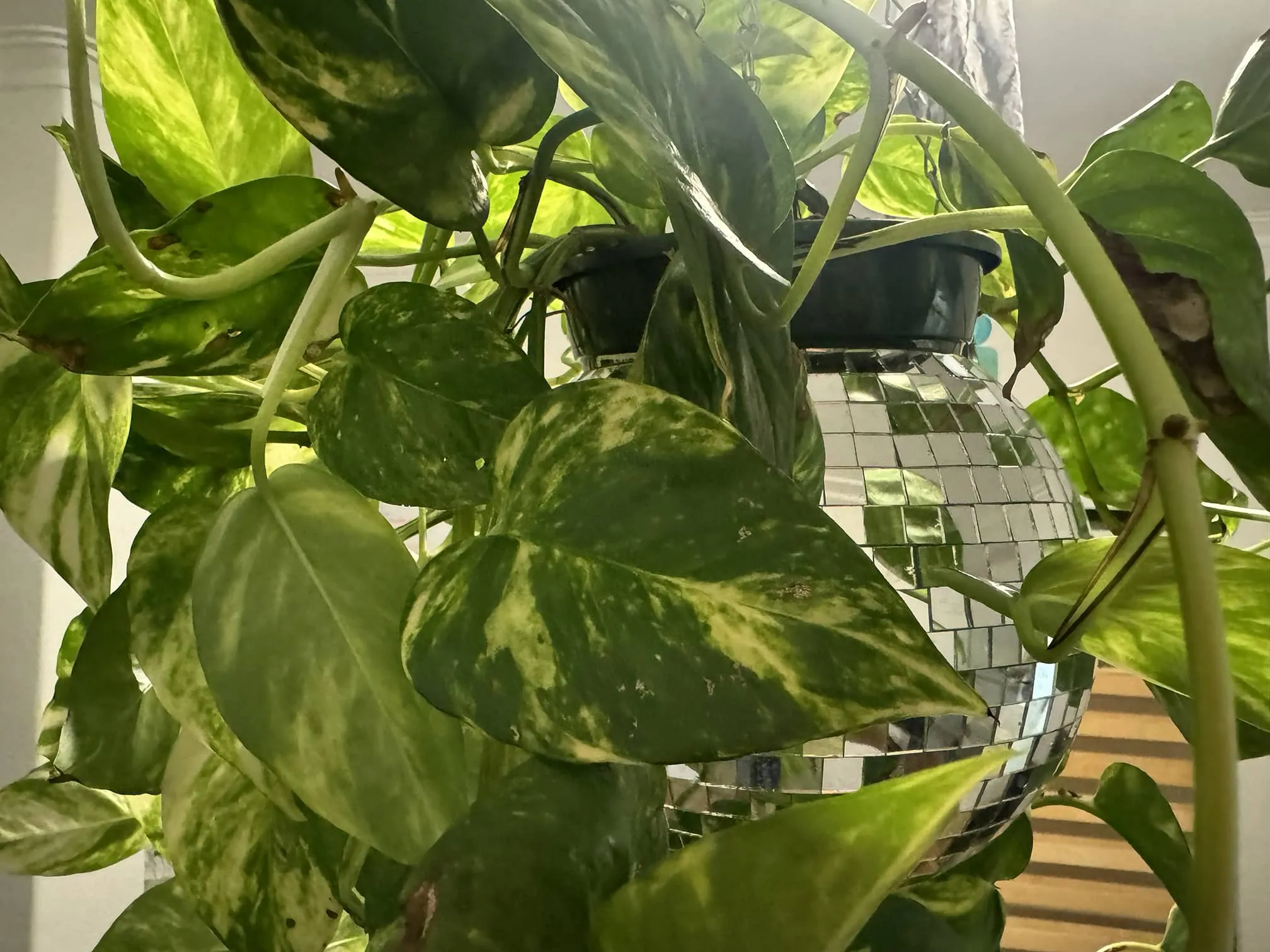 A Funky disco plant for your ceiling !, photo 4